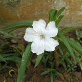Pack 2 Mexican Petunia Live Plants, Perennial Petunia Vibrant Flowers, Outdoor Garden Growing 4-9 Inches - White Petunia