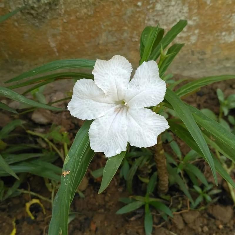 Pack 2 Mexican Petunia Live Plants, Perennial Petunia Vibrant Flowers, Outdoor Garden Growing 4-9 Inches - White Petunia