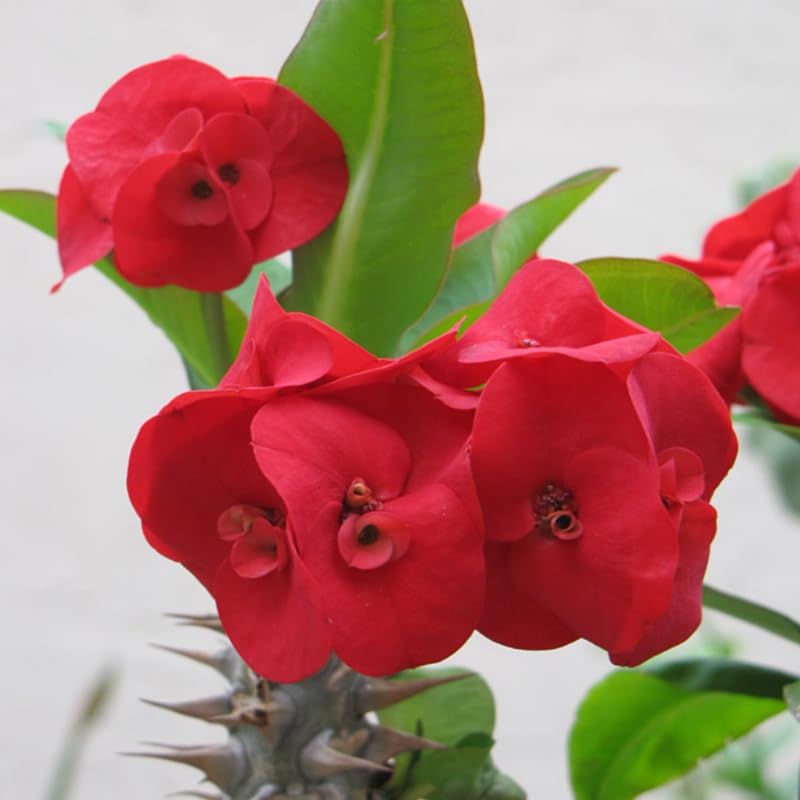 Euphorbia Crown of Thorns Plant, Hardy Perennial Succulent Plant 3-5 Inches, Vibrant Red Flowers, Gardens and Indoor Planting