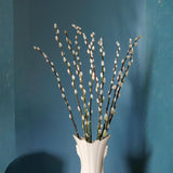 2 Pussy Willow Bare Root 6-12 Inches, Rare Flowering Shrub for Planting, Live Willow Plants for Garden Borders, Landscape or Yard Growing
