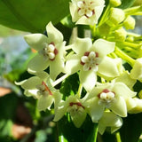Hoya Live Plant, Vine Hoya Flower Plants, 4-6 Inch for Planting