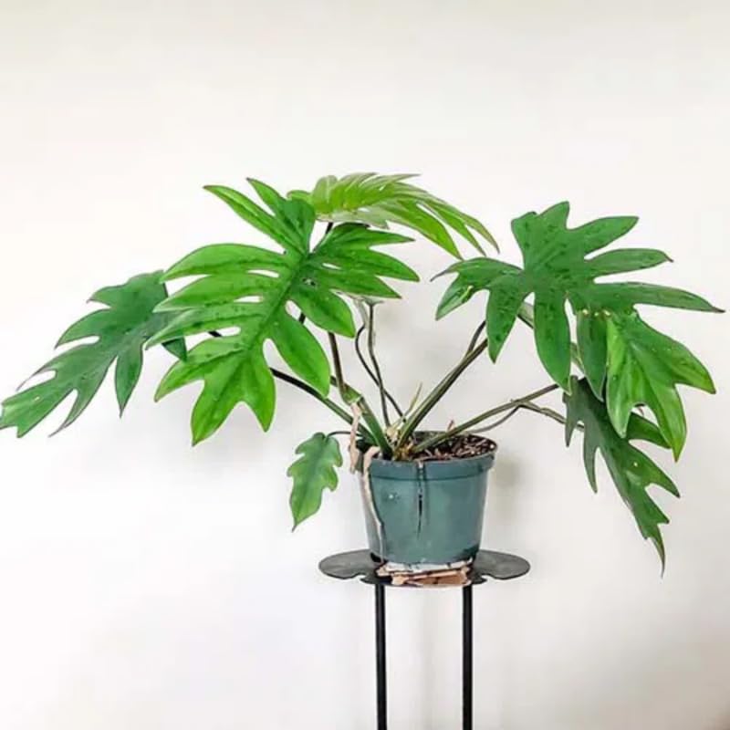2 Rare Philodendron Live Plants Varieties Collection, Philodendrons Plants Size 5-9 Inc for Indoor Houseplant Décor, Ornamental Tropical Well-Rooted (Finger-Like Foliage Philodendron Plants)