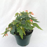 Angel Wing Begonia Live Plant, Polka Dot Begonia Maculata Plants, 4-7" Starter Indoor Outdoor Houseplant Décor, Air-Purifying and Easy Care, Unique Foliage Begonia