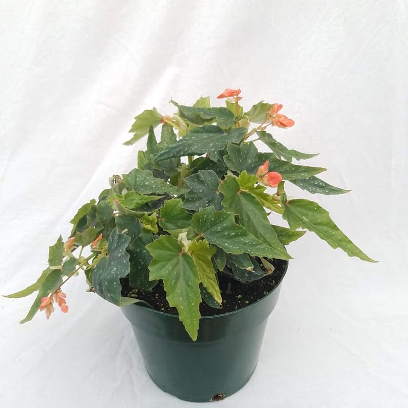 Angel Wing Begonia Live Plant, Polka Dot Begonia Maculata Plants, 4-7" Starter Indoor Outdoor Houseplant Décor, Air-Purifying and Easy Care, Unique Foliage Begonia