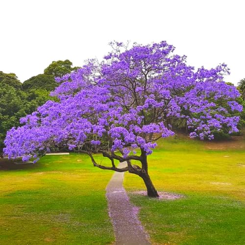 Jacaranda Mimosifolia Live Plant, 8-10 Inches Tall in 4" Pot, Blue Purple Flowering Tree for Outdoor Growing Garden and Landscape