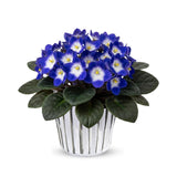 1 Random African Violets Live Plant in 4" Pot, Starter African Violet for HouseplantIndoor Outdoor Home Decor