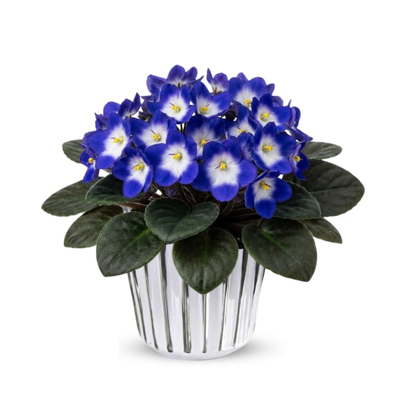 1 Random African Violets Live Plant in 4" Pot, Starter African Violet for HouseplantIndoor Outdoor Home Decor