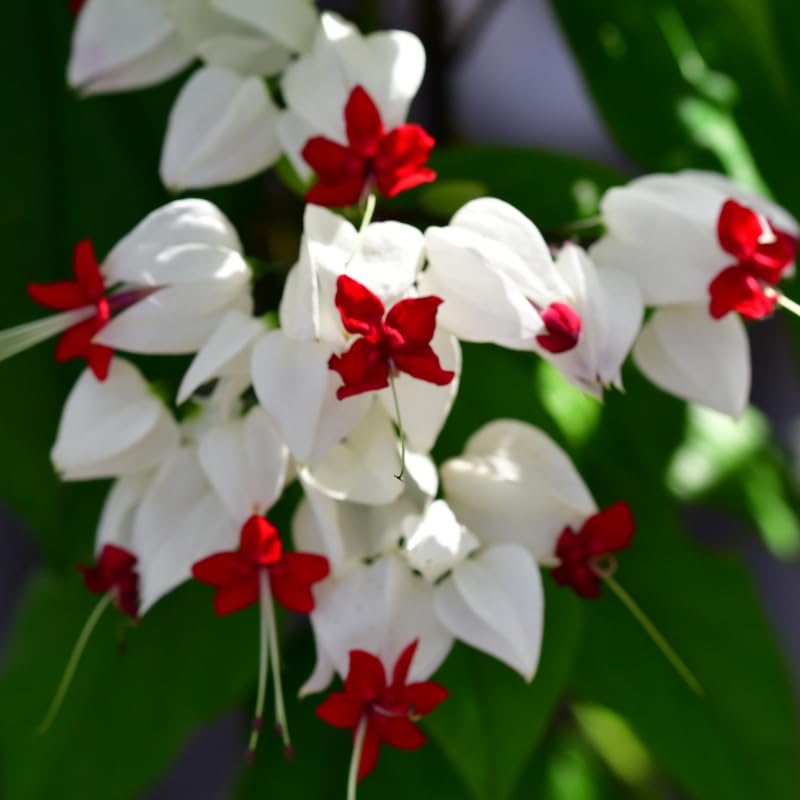 2 White Bleeding Heart Vine to Grow 5 to 9 Inch Tall, Clerodendrum Bleeding Heart Live Plants Well Rooted, Fragrant Bleeding Heart Tree
