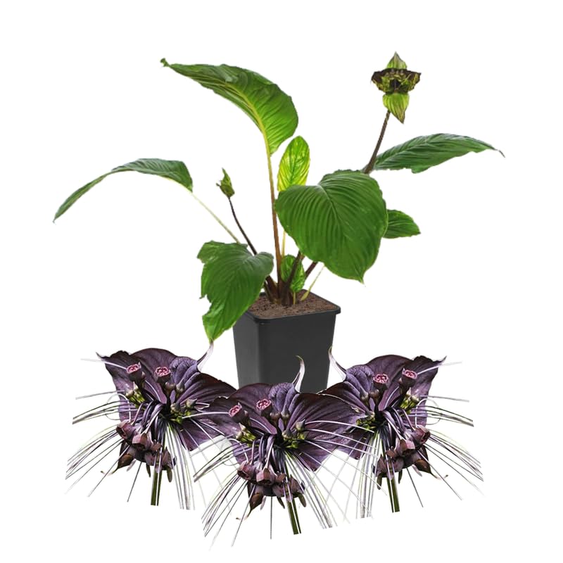 01 Random Bat Flower Live Plant, Bat Orchird Tacca Chantrieri Houseplant 4-6 Inches Tall