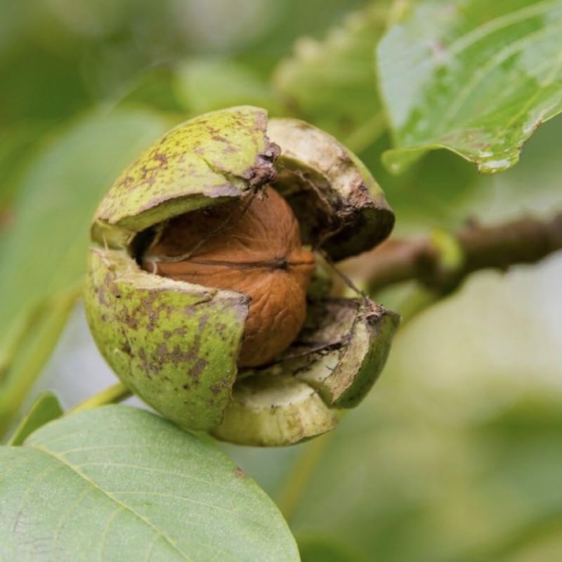 Walnut Tree in Quart Pot for Planting 6-12 Inches, Nut Tree Plants for Outdoor Garden, Ready to Grow, High Yield