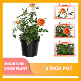 Orange Mini Rose Plant Live, Miniature Rose Bush in 3" Pot, Indoor Outdoor Flowering Plant, Compact Live Rose for Gifts and Gardens