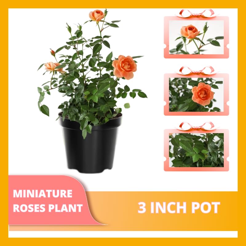Orange Mini Rose Plant Live, Miniature Rose Bush in 3" Pot, Indoor Outdoor Flowering Plant, Compact Live Rose for Gifts and Gardens
