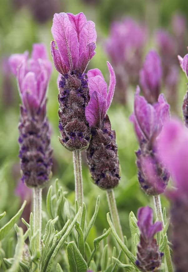 2 Live Lavender Plants, Purple Lavender Starter Plants in 3'' Pot, Fragrant Flowering Herb for Gardens, Planters and Indoor Pots (Spanish Lavenders)