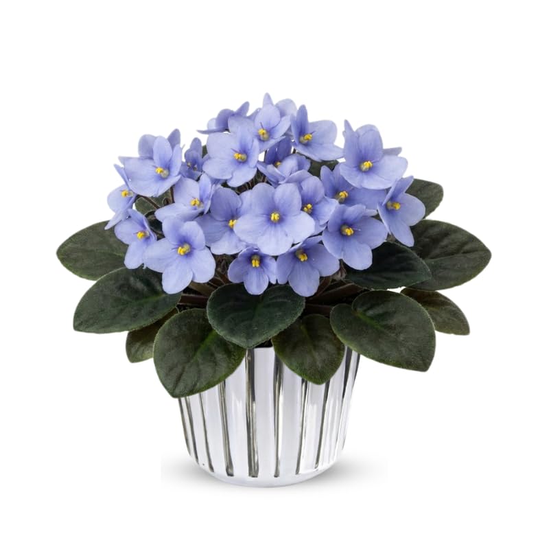 Light Blue African Violets Live Plant in 4" Pot, Starter African Violet for HouseplantIndoor Outdoor Home Decor