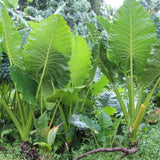 Giant Green Colocasia Plants, 3-6" Elephant Ear Esculenta Taro Alocasia Live Plant for Outdoor Planting, Alocasia Plants Bare Root, No Pot, Live Colocasia Houseplant