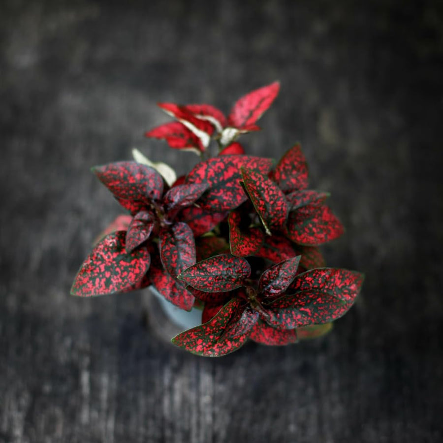 Set 3 Red Polka Dot Plants, Polka Dot Houseplant, Indoor Outdoor Planting 4 Inch Tall