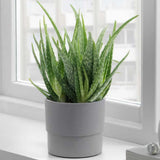 Aloe Vera Live Plant, Large Aloe Succulent Plant Live, 4 Inches Pot for Indoor Outdoor Houseplant