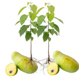 3 Pawpaw Trees Live Plants, 1 Year Old Paw Paw 7 to 12" Tall Bare Roots, Dormant in Winter