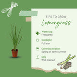 Pack 2 Lemongrass Plants Live, Edible Fragrant Lemongrass Herb Plants Potted, Outdoor Growing