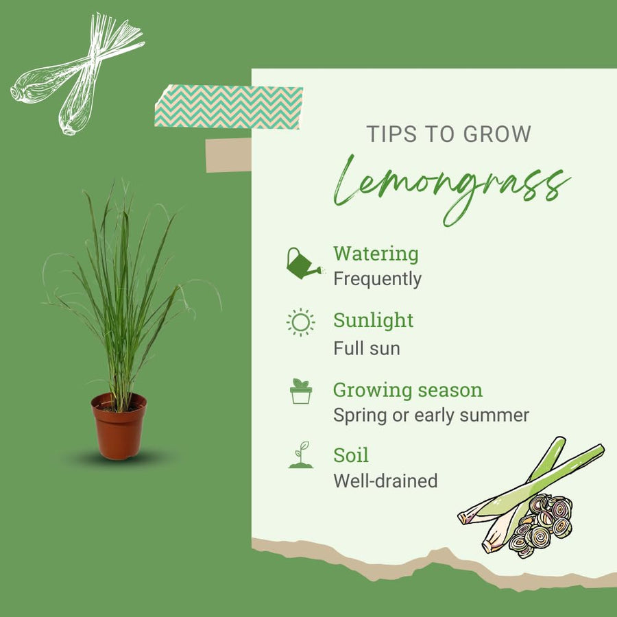 Pack 2 Lemongrass Plants Live, Edible Fragrant Lemongrass Herb Plants Potted, Outdoor Growing