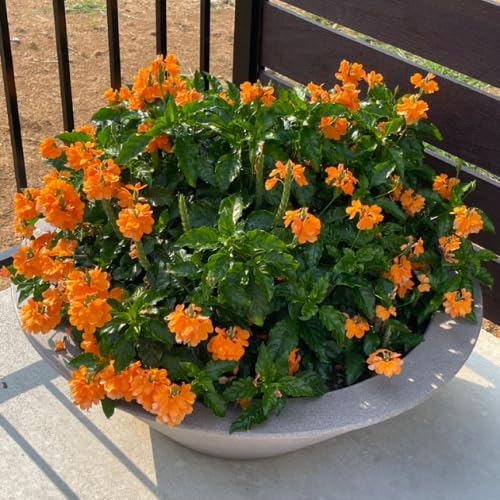Pack of 4 Orange Crossandra Plants, 3-5 inch Tall Crossandra Plant Live for Planting Outdoor, Perennial Tropical Flower Plants