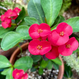 Euphorbia Crown of Thorns Plant, Hardy Perennial Succulent Plant 3-5 Inches, Vibrant Fuchsia Flowers, Gardens and Indoor Planting