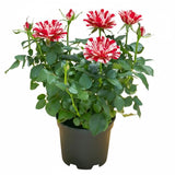 Mini Rose Plant Live, Miniature Rose Bush in 3" Pot, Indoor Outdoor Flowering Plant, Compact Live Rose for Gifts and Gardens