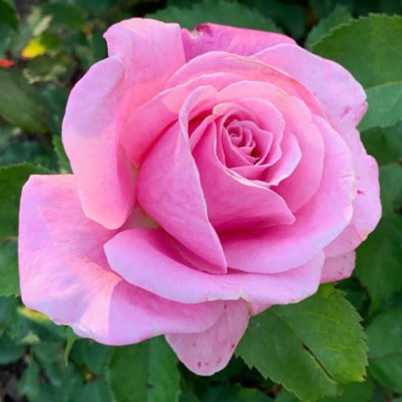 Medium Pink Dream Climbing Roses Live Plants 7 Months Old, Rose Bushes Ready to Plant 5-9" Tall, Very Fragrant, Can Grow As Climber or Bush Tree or Trellises, Walls, Fences