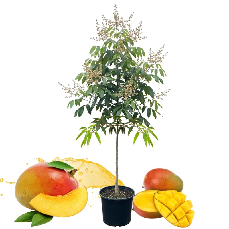 Julie Mango Tree Live Plant, 2 Feet Tall, Tropical Mango Fruit Tree for Outdoor Planting