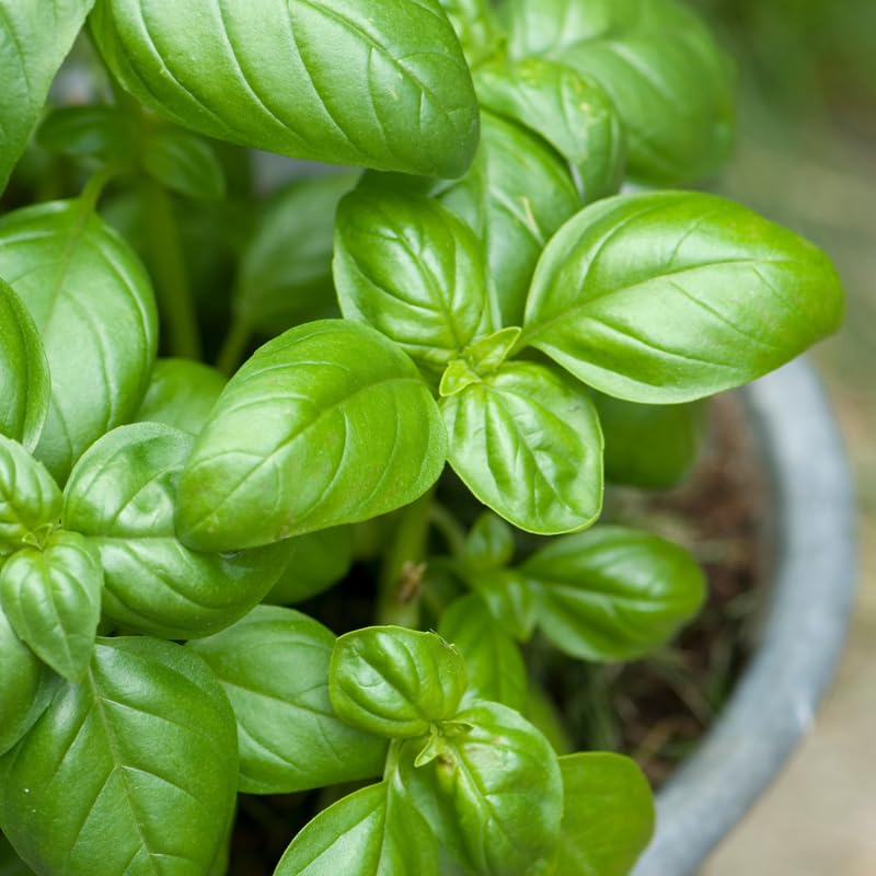 Sweet Basil Plants Live in 3 Inch Pot - Set 2 Pots, Live Basil Plant for Planting, Perennial Fragrant Herb Plant for Containers, Home Garden