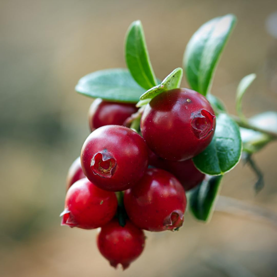 Set of 2 Live Cranberry Plants, 3 to 5 Inches Tall, Sweet Berry Seedlings for Containers, Raised Beds, and Gardens