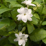 Maid of Orleans Jasmine Plant Live, Arabian Jasmine Flowering Vine Plant 4-9 Inch, Climbing Jasmines Well Rooted Houseplant Indoor Outdoor