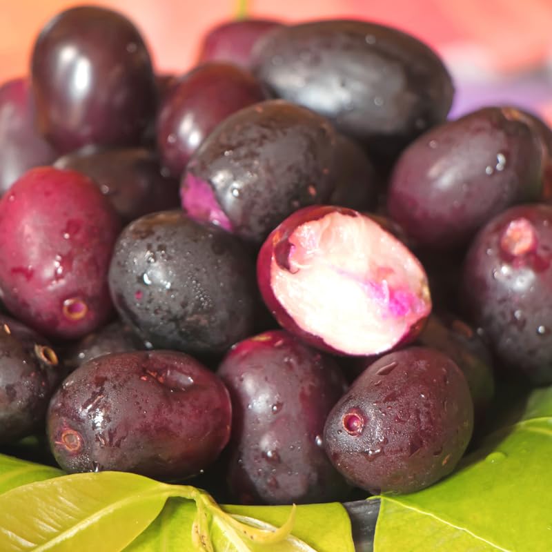 8"-14" Black Jambu Plum Tree Live Plant in Half Gallon Pot, Sweet Tropical Fruit for Outdoor Planting, No CA