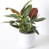 2 Philodendron Live Plant 5-9" Tall, Rare Tropical Indoor Houseplant Home Garden