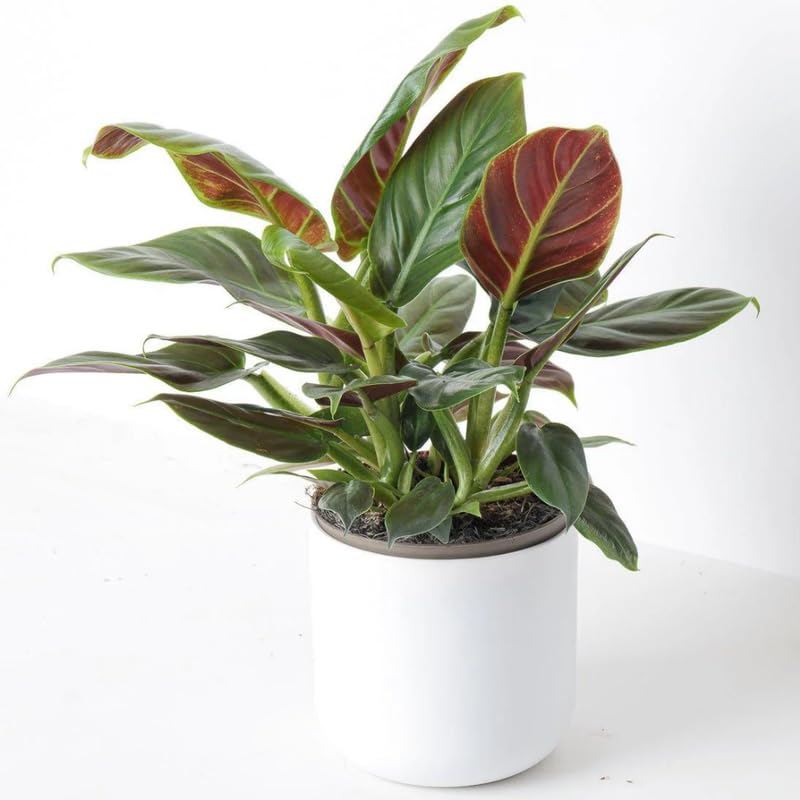 2 Philodendron Live Plant 5-9" Tall, Rare Tropical Indoor Houseplant Home Garden