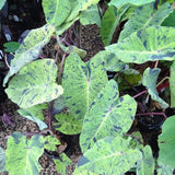 Variegated Green Black Colocasia Plants, 3-6" Elephant Ear Esculenta Taro Alocasia Live Plant for Outdoor Planting, Alocasia Plants Bare Root, No Pot, Live Colocasia Houseplant