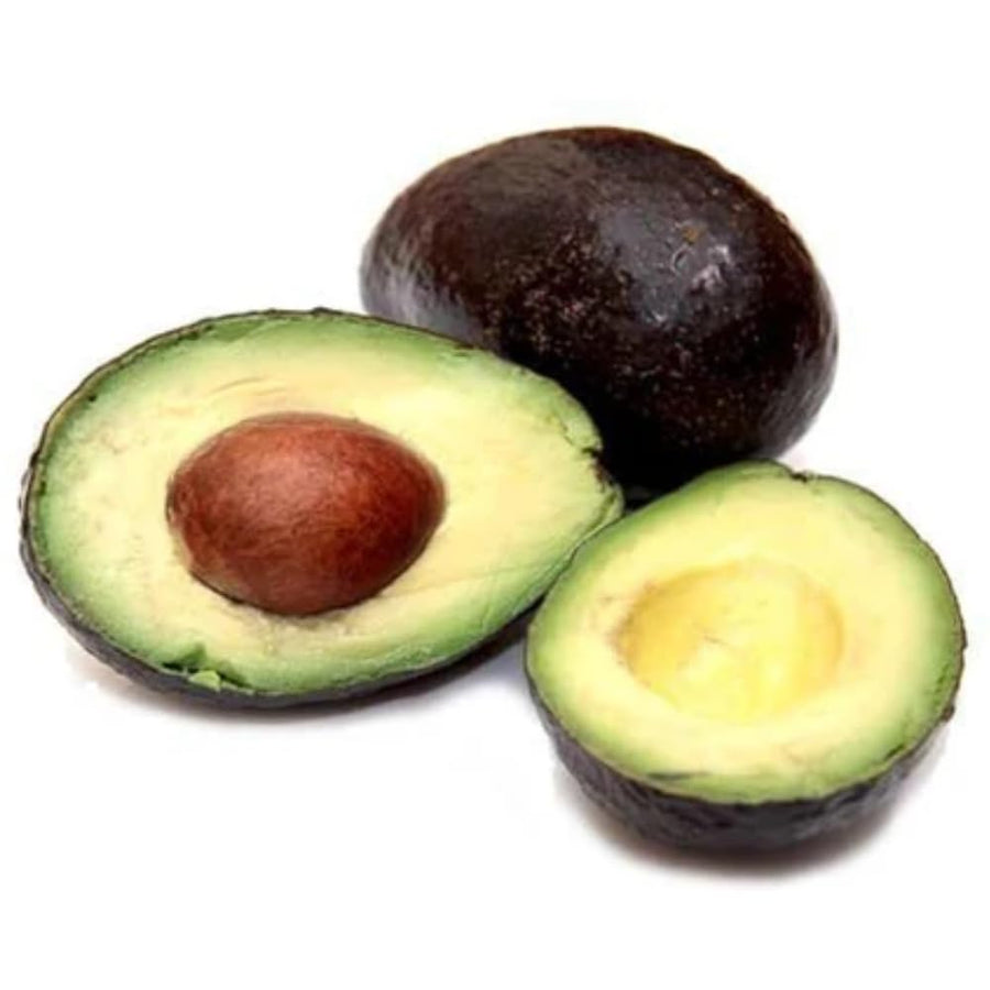 Avocado Tree Live Plant, 3 Feet Avocado Tree, Cold Hardy Purple Avocado for Outdoor Planting and Home Orchard