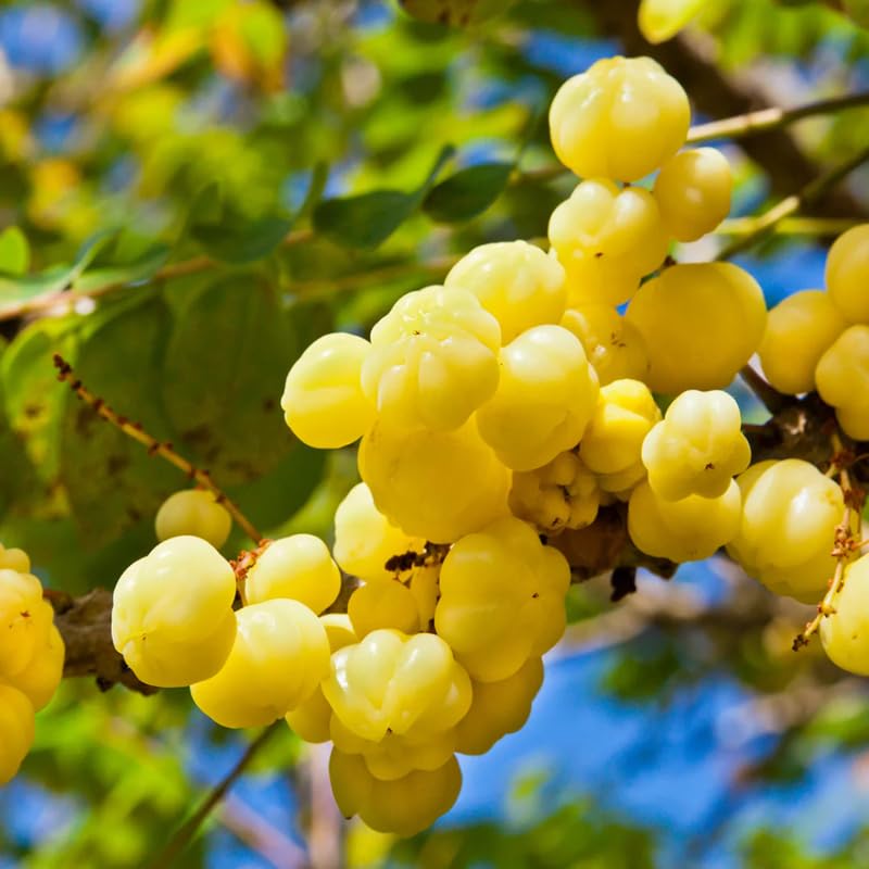 Star Gooseberry Plant Live, 8-12 Inch Tall Fruit Tree in Gallon Pot, Well-Rooted for Planting Outdoor