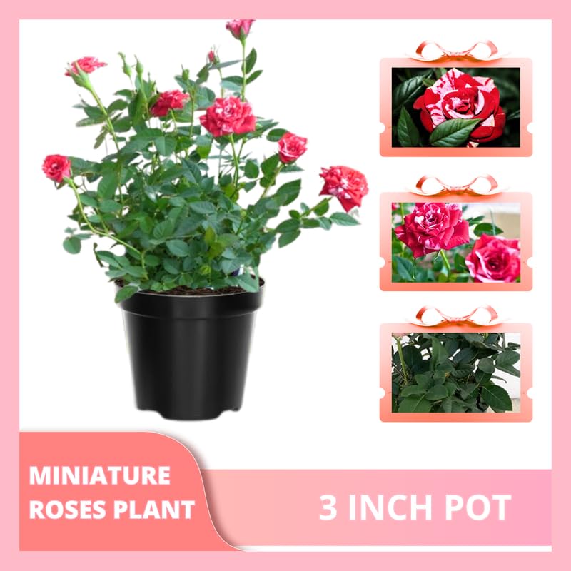Red Pink Mini Rose Plant Live, Miniature Rose Bush in 3" Pot, Indoor Outdoor Flowering Plant, Compact Live Rose for Gifts and Gardens