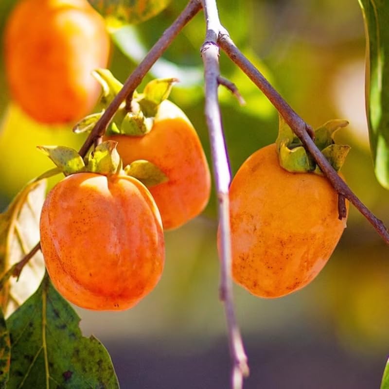 American Persimmon Trees Live Plants, Quart Pot Size, 6-12" Tall Well Rooted for Planting Outdoor, Zones 7-9, Well Rooted Tree