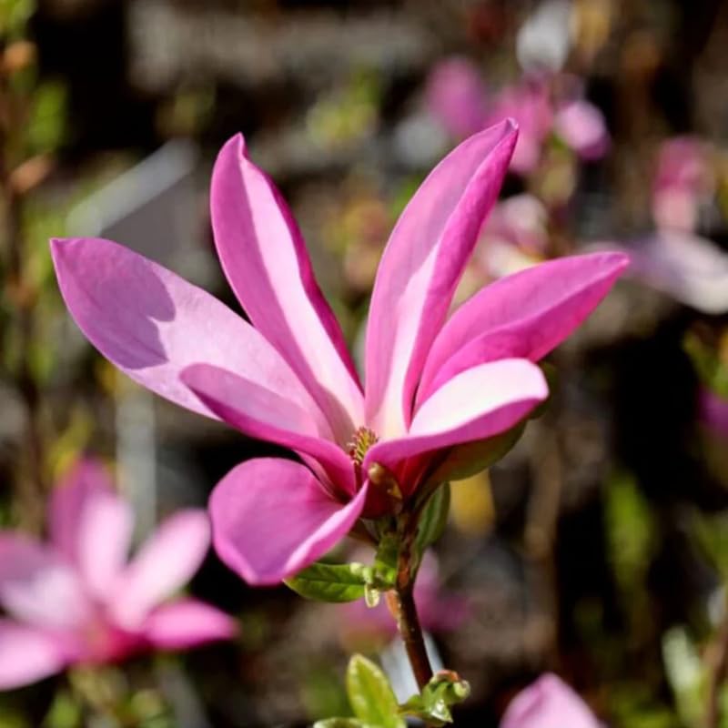 2 Ann Magnolia Trees Live Plants, 6-12 Inc Tall, in Pot, Fragrant Magnolia Plant Live for Planting Indoor Outdoor, Beautiful Magnolia Flowers Tree, Bright Red Purple Magnolia Flowers