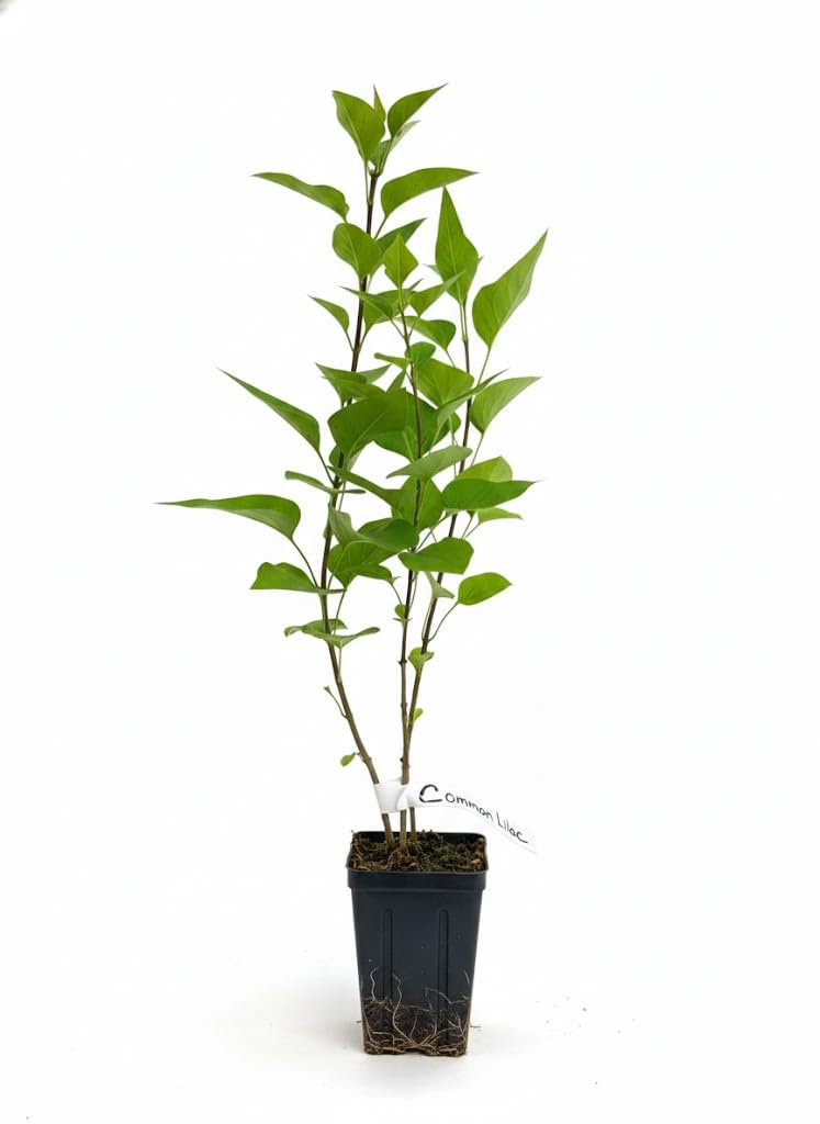Light Pink Lilac Bushes Live Plant, Well Rooted Lilac in Quart Pot, Hardy Fragrant Spring Blooms, 8-12'' Tall