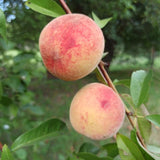Red Peach Tree Live Plant Dormant and Bare Root, 6-12 Inc in Tall, Cold Hardy, Well-Rooted for Planting, No CA
