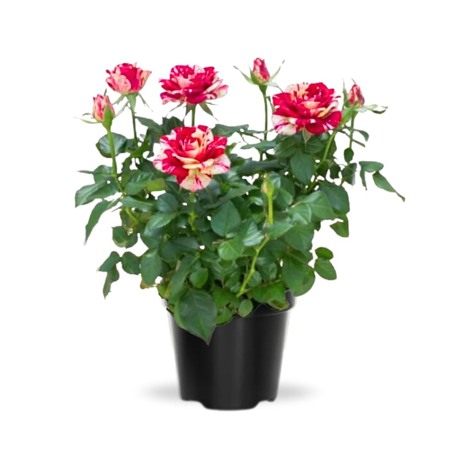Mini Rose Bush, Miniature Rose Flowers in 3'' Pot, Compact Flowering Rose for Indoor Outdoor Gardens and Containers (Red Pink Roses)