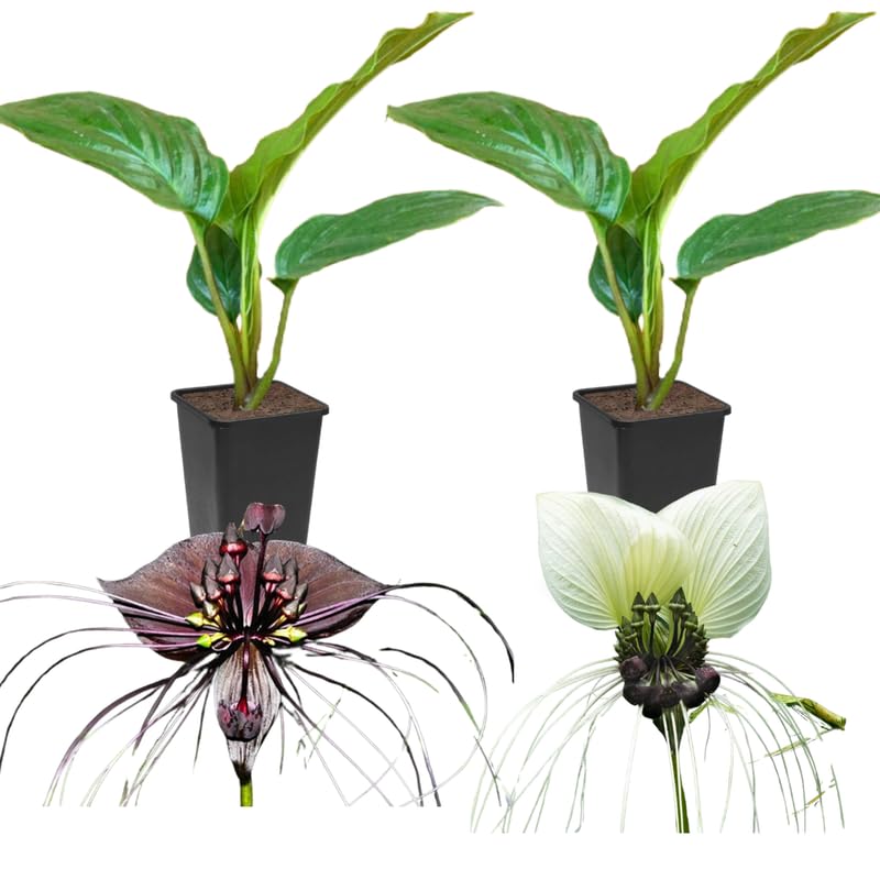 01 Random Bat Flower Live Plant, Bat Orchird Tacca Chantrieri Houseplant 4-6 Inches Tall