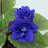African Violets Live Plants, African Violet Plant Live in 4 Inches Pot, Violets Flowers Houseplant, 4-7 Inches Tall for Home Office Decor (Blue)