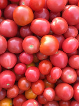 Lot 4 Tomato Plants Live for Planting Outdoors, Large and Juicy Tomatoes, Well Rooted, 6 to 8 Inch - Red Cherry Tomato