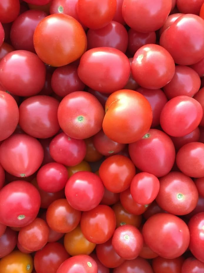 Lot 4 Tomato Plants Live for Planting Outdoors, Large and Juicy Tomatoes, Well Rooted, 6 to 8 Inch - Red Cherry Tomato