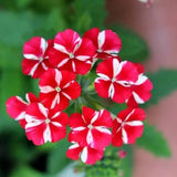 4 Red White Verbena Plants Live, 5-9" Tall Hardy Perennial Flower Plants, Well-Rooted for Outdoor Planting
