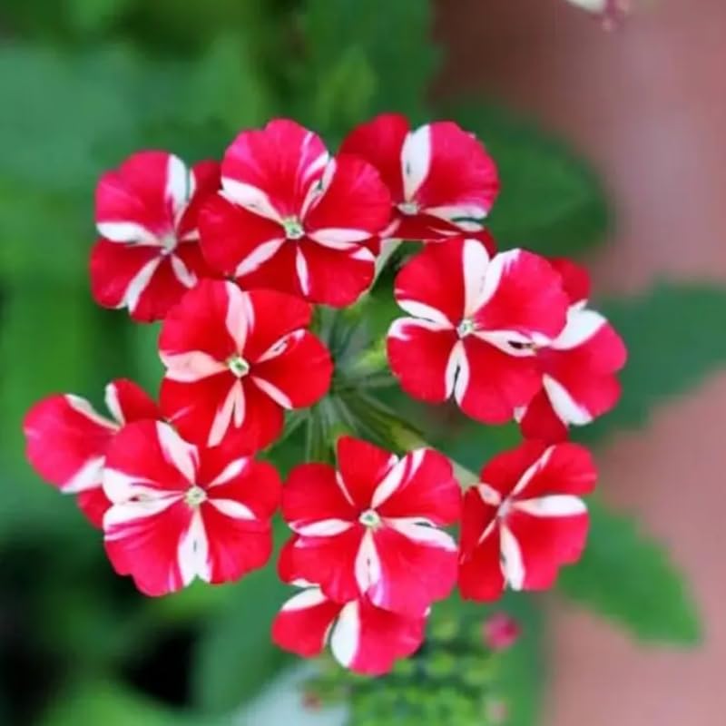 4 Red White Verbena Plants Live, 5-9" Tall Hardy Perennial Flower Plants, Well-Rooted for Outdoor Planting